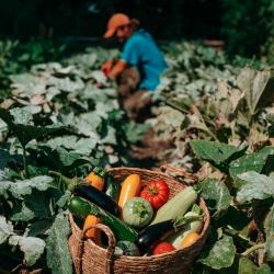 Arbor sens potager